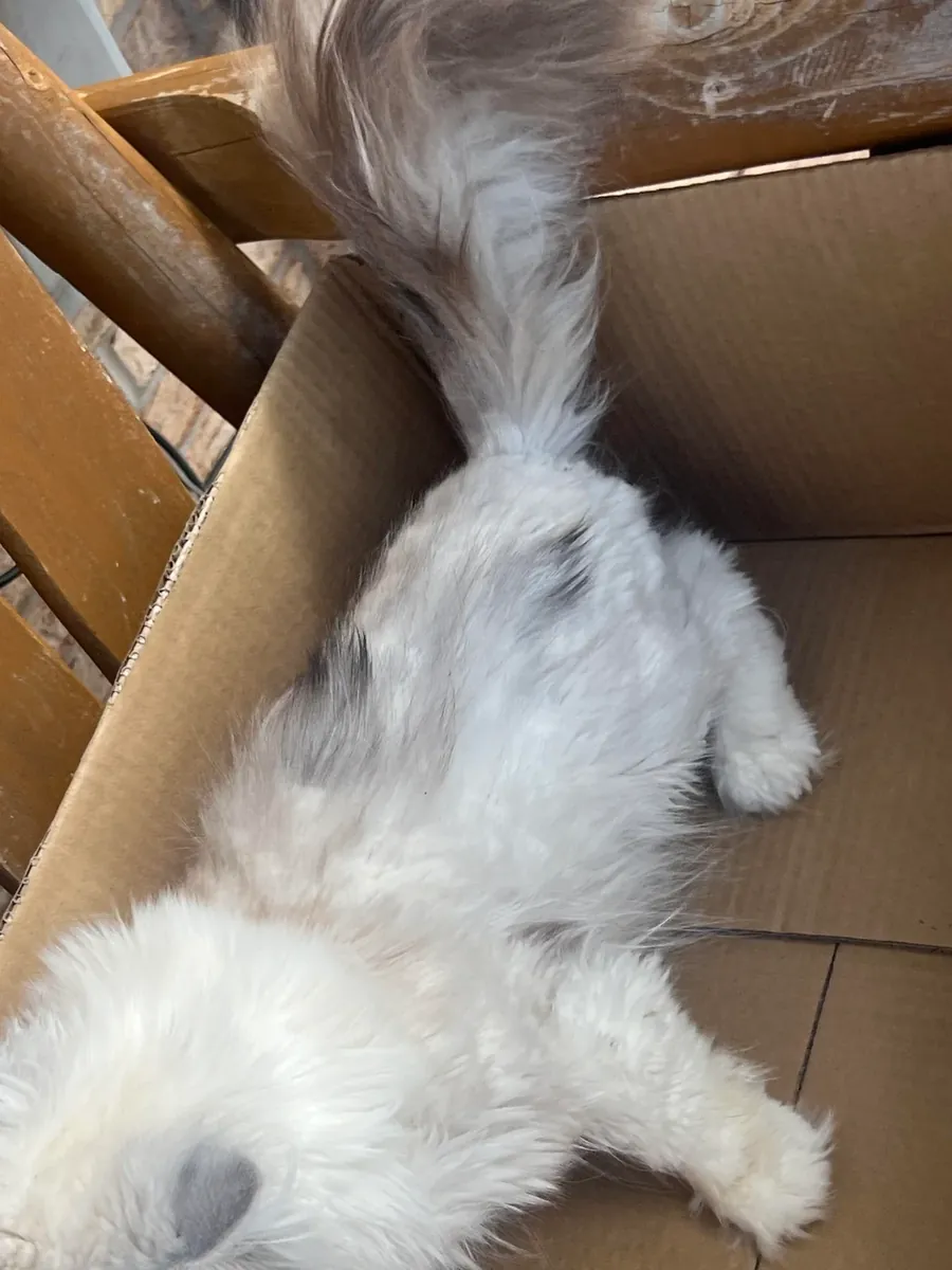 Persian cat adoption