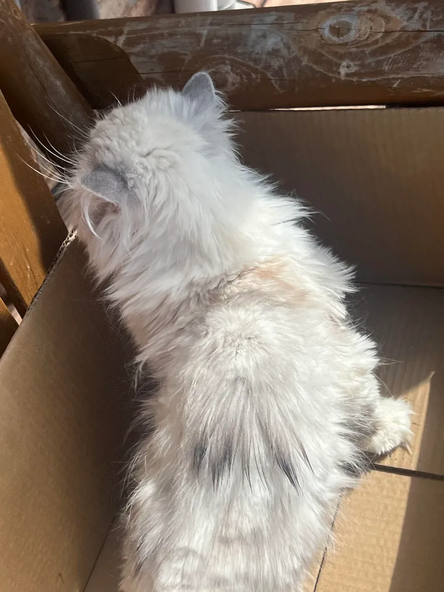 Persian cat adoption