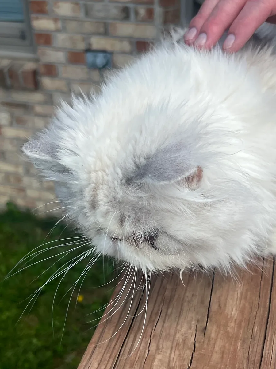 Persian cat adoption