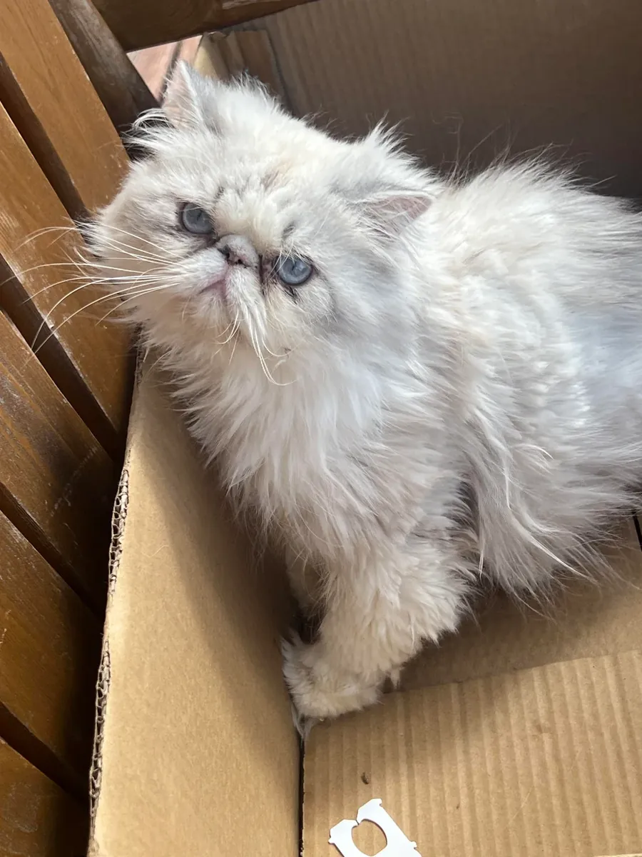 Persian cat adoption