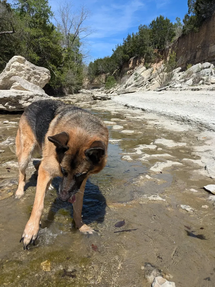 将会得到一只德国牧羊犬