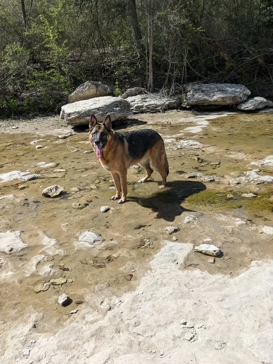 将会得到一只德国牧羊犬