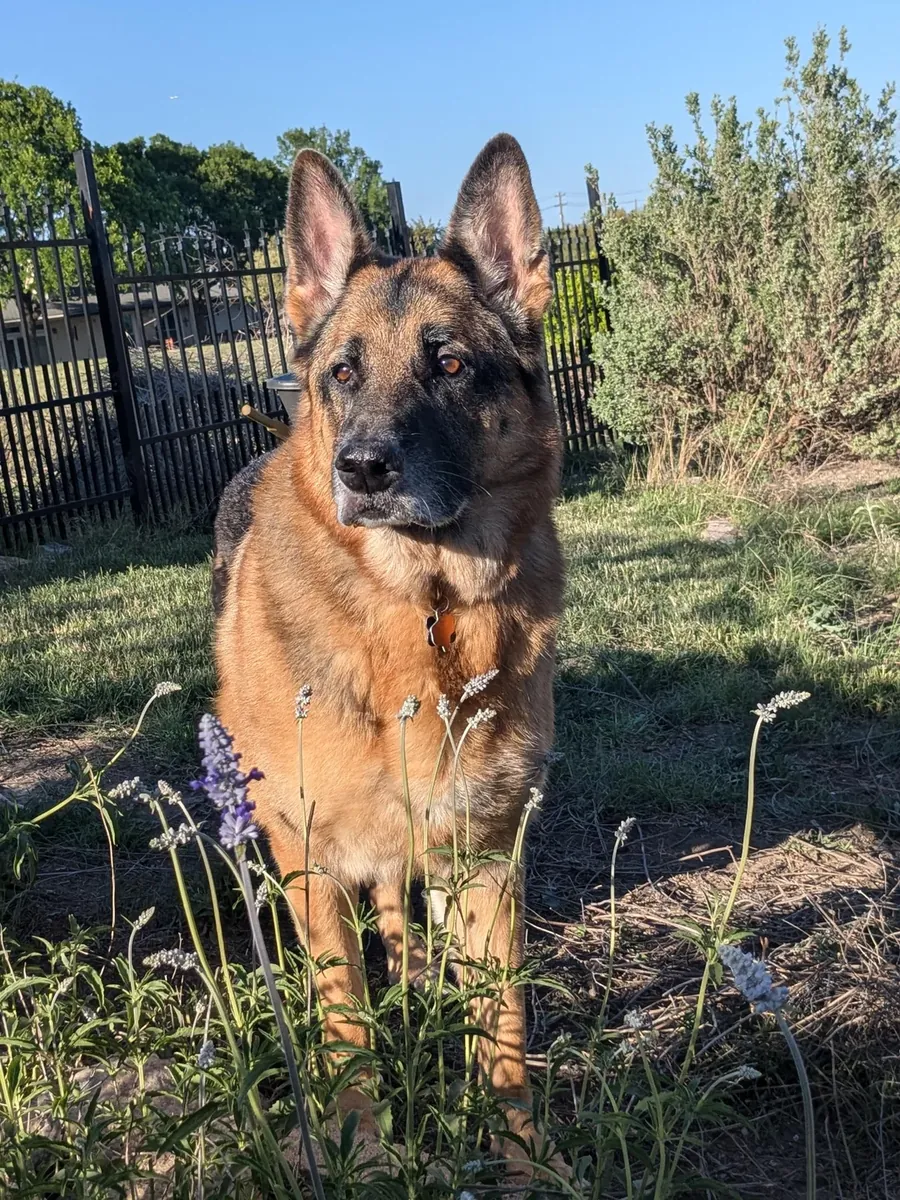 将会得到一只德国牧羊犬