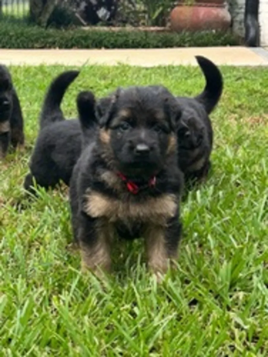cachorros de pastor alemán socializados