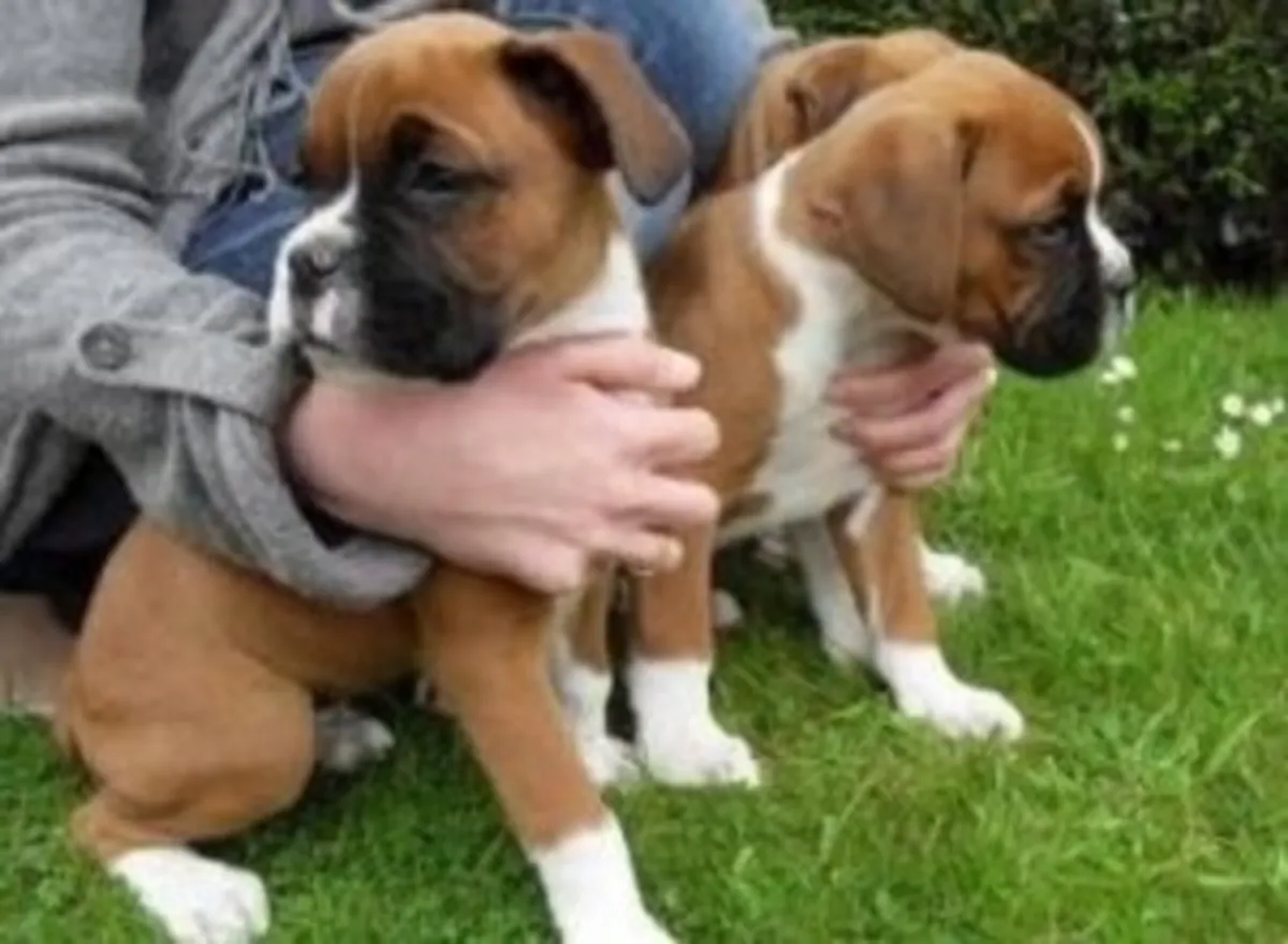 Perfect AKC Registered Boxer Puppies