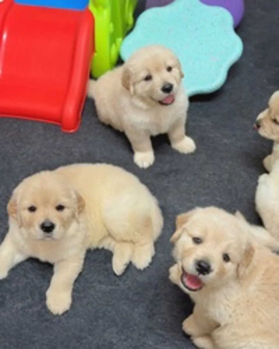 金毛寻回犬幼犬