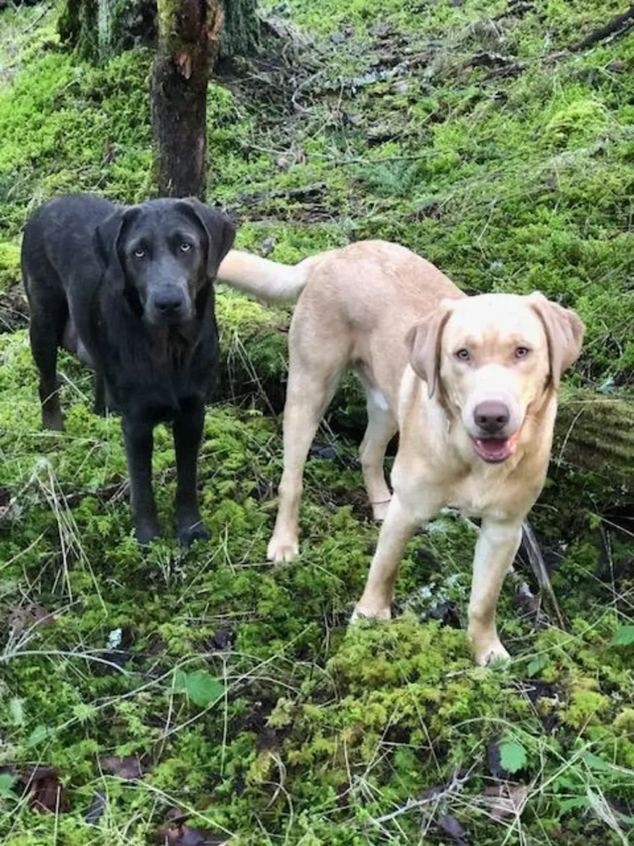 labrador needs new home