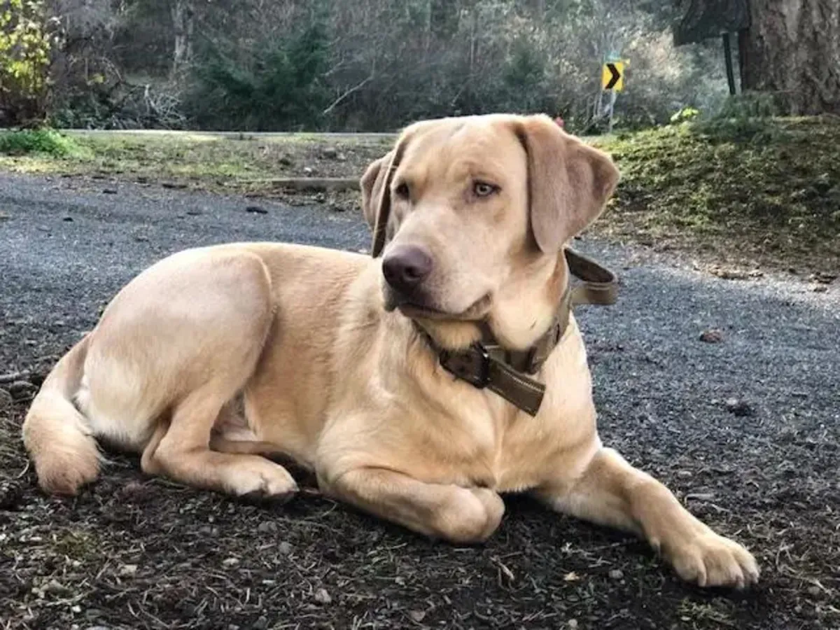 labrador needs new home