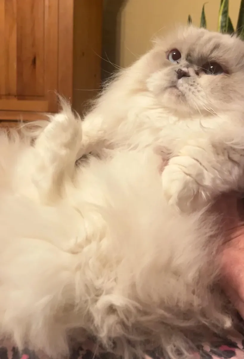 persian cat