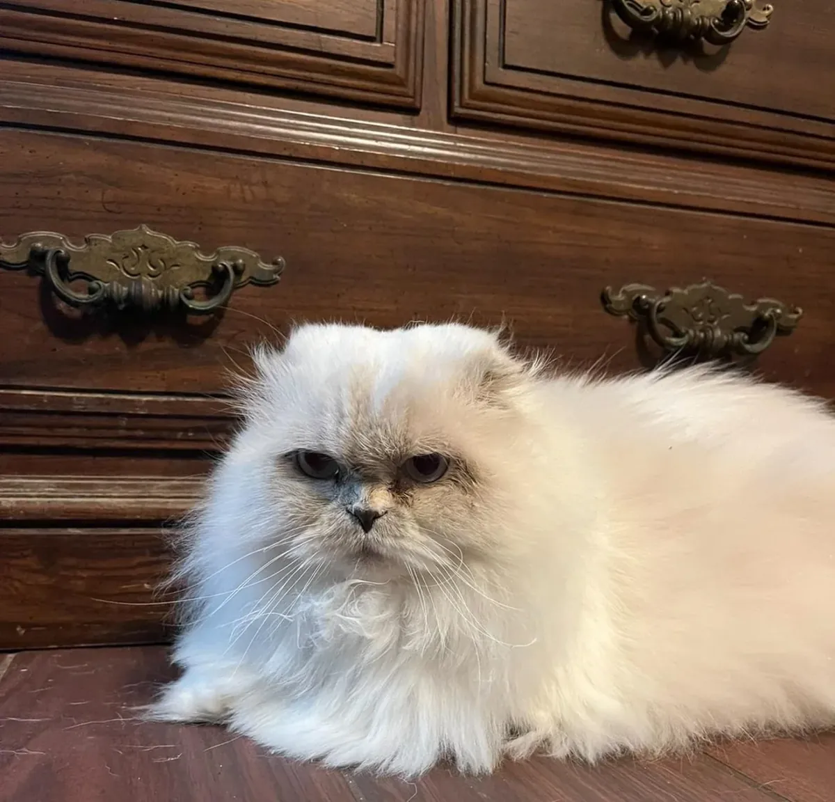 persian cat