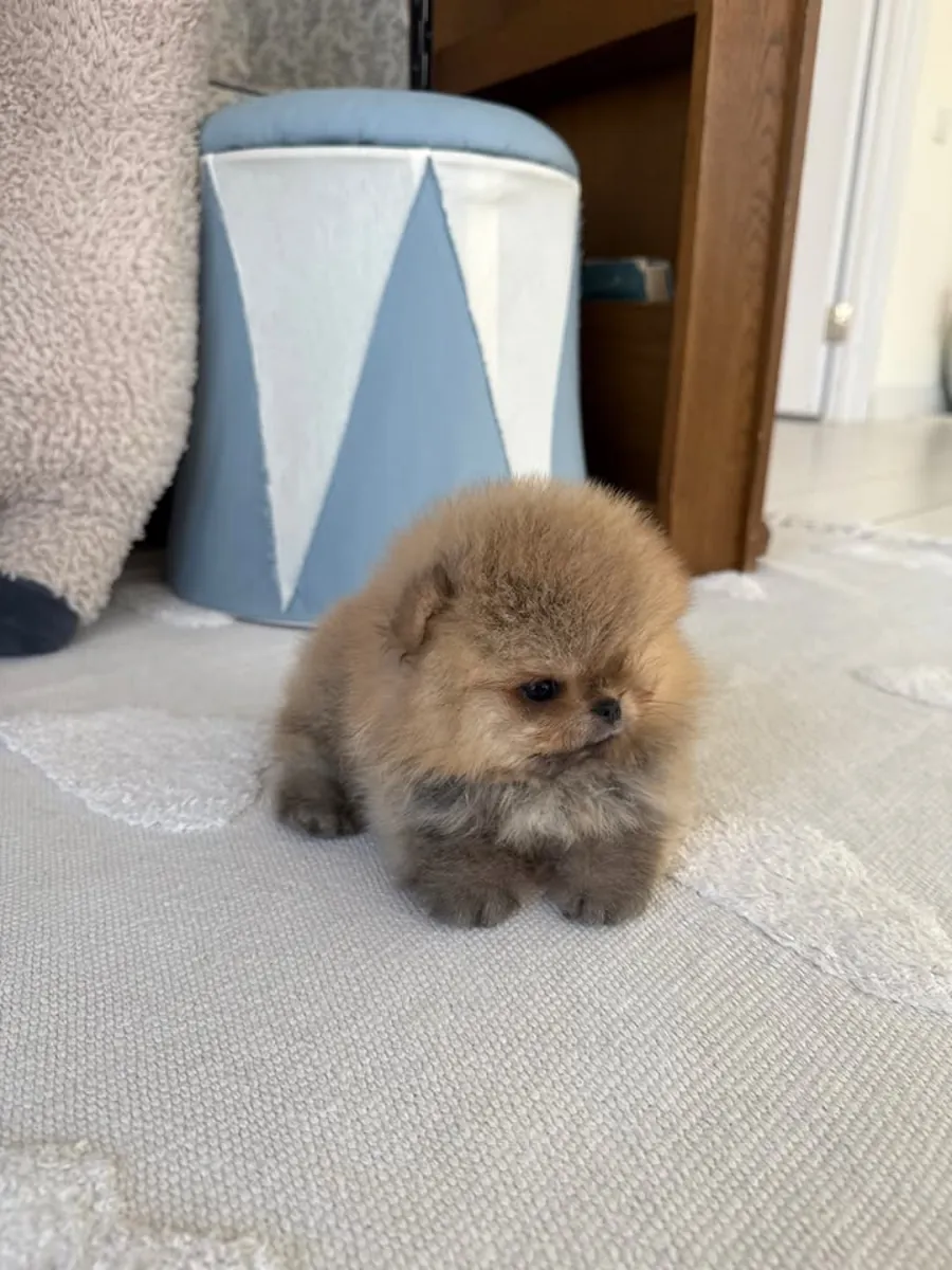 cachorros de pomerania