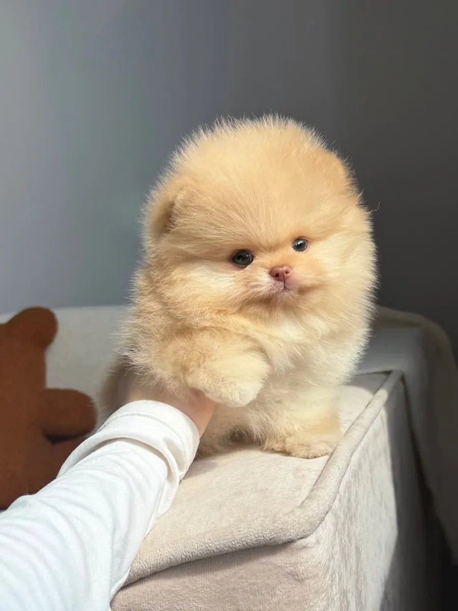 cachorros de pomerania