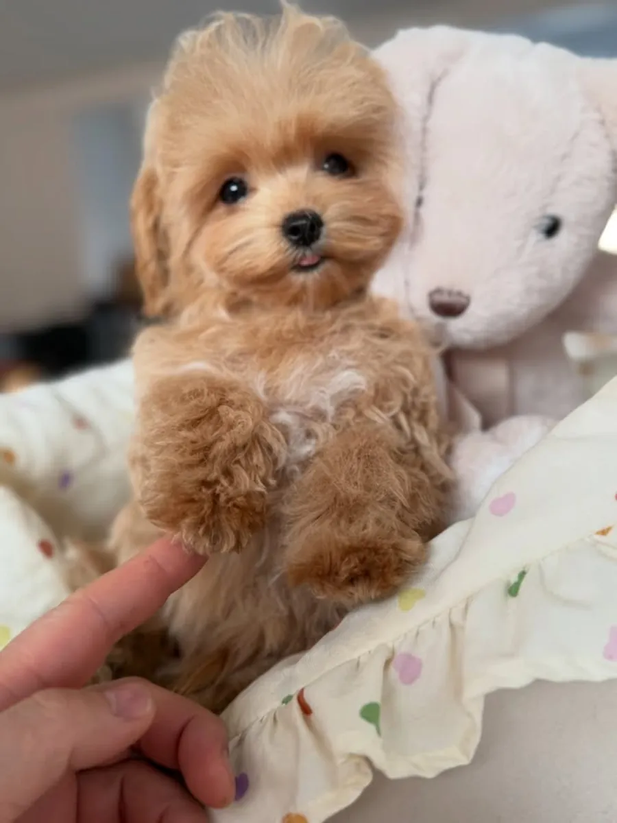 Cachorros de caniche miniatura