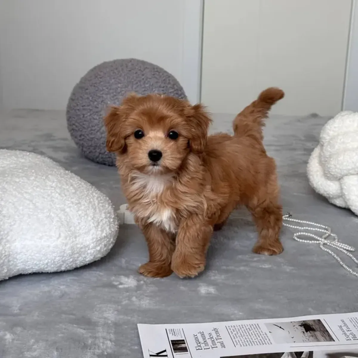 Cachorros de caniche miniatura