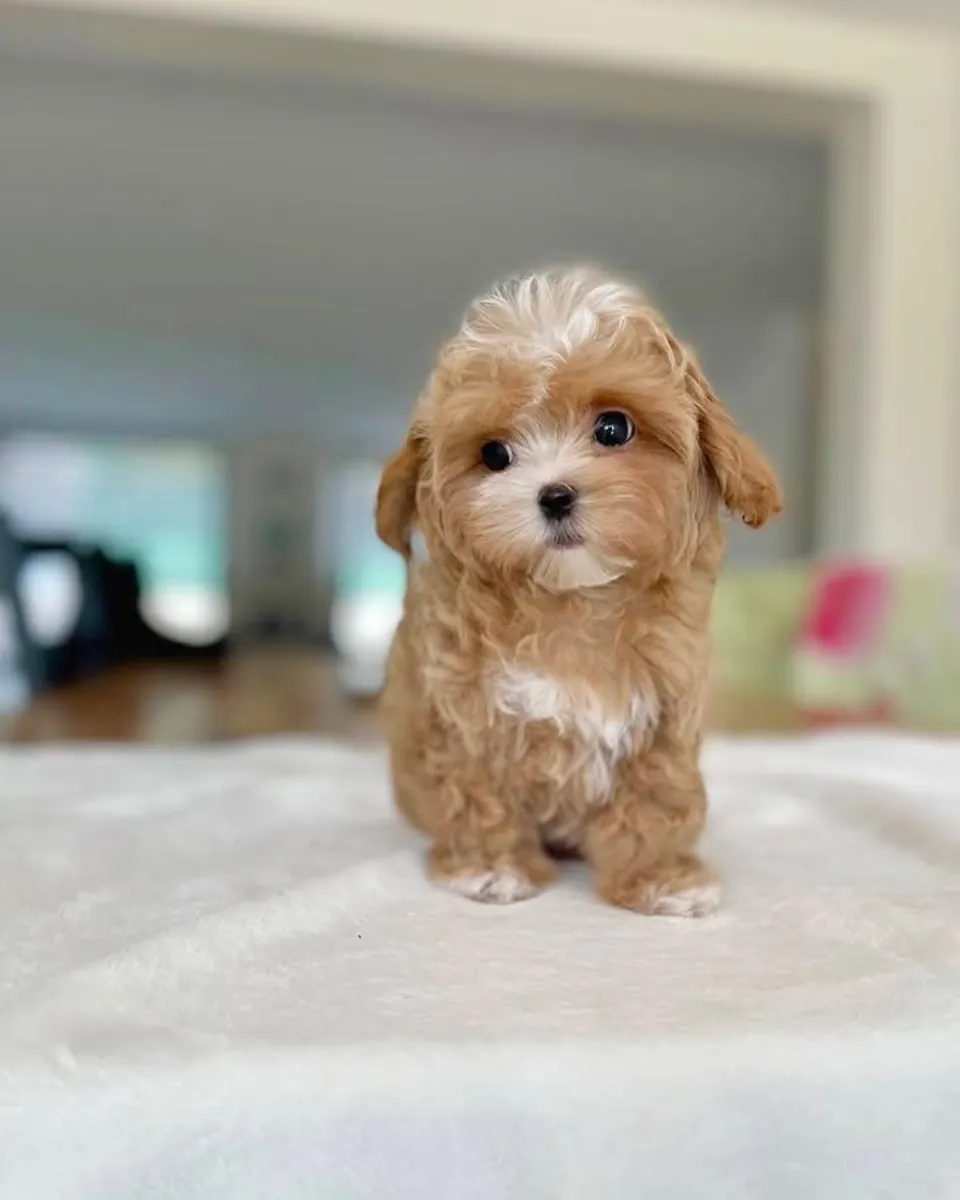 Cachorros de caniche miniatura