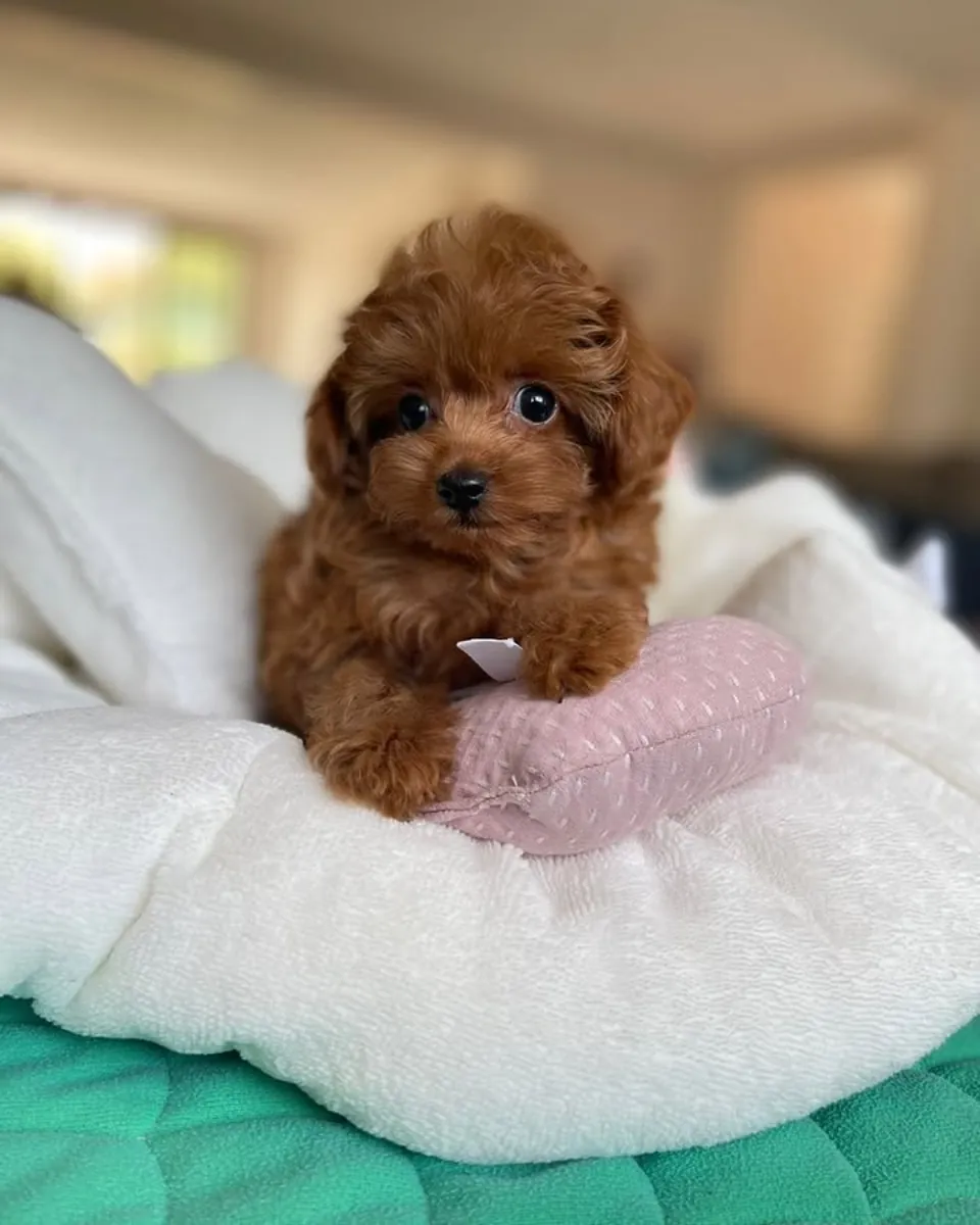 Cachorros de caniche miniatura