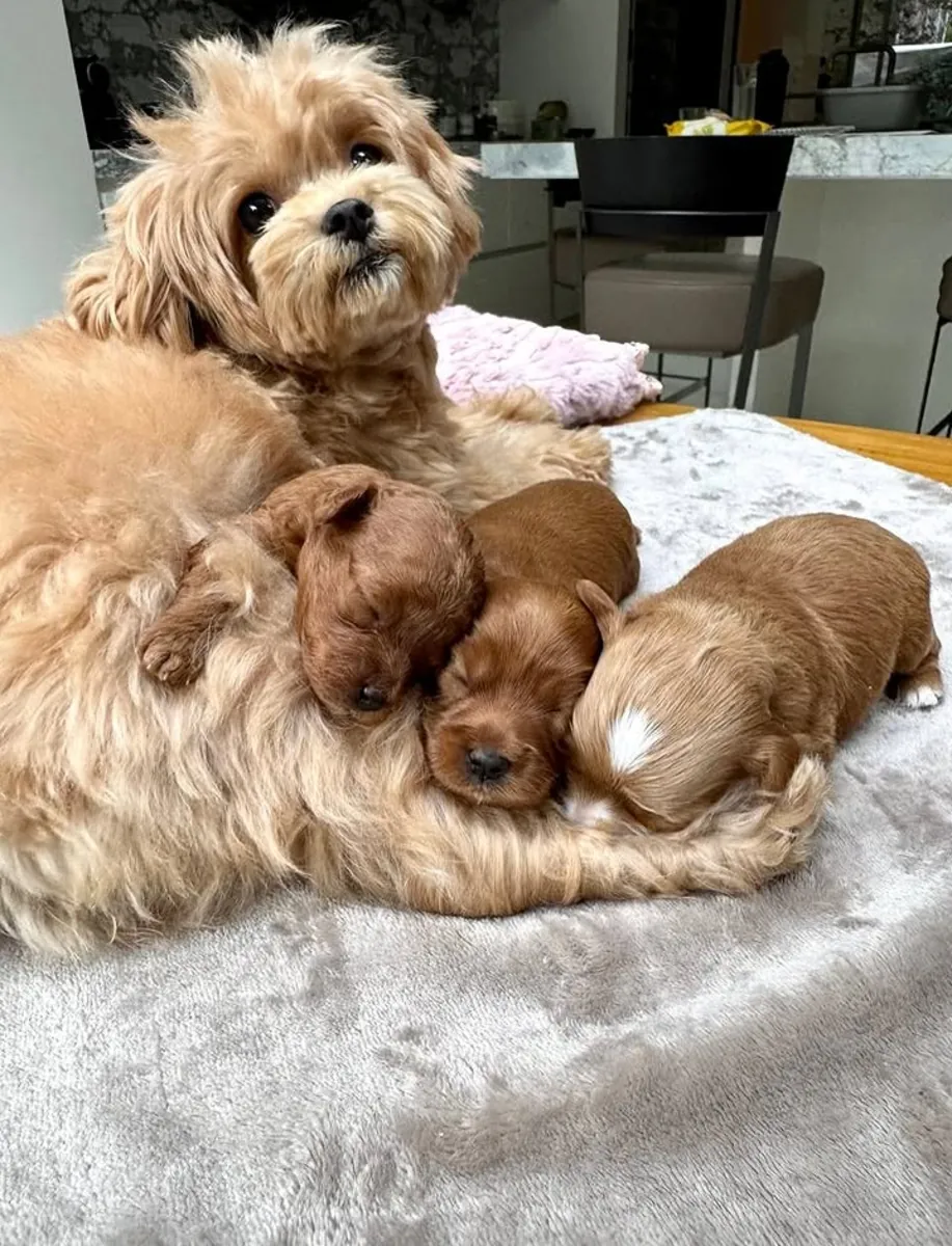 Cachorros de caniche miniatura