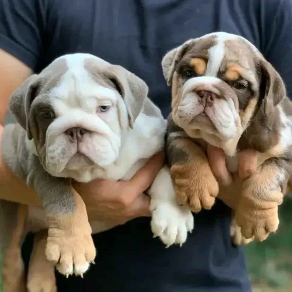 Cachorros de bulldog inglés