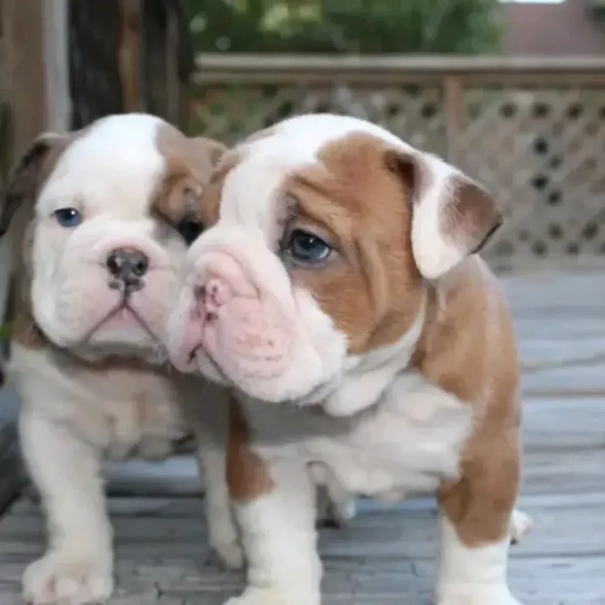 Cachorros de bulldog inglés
