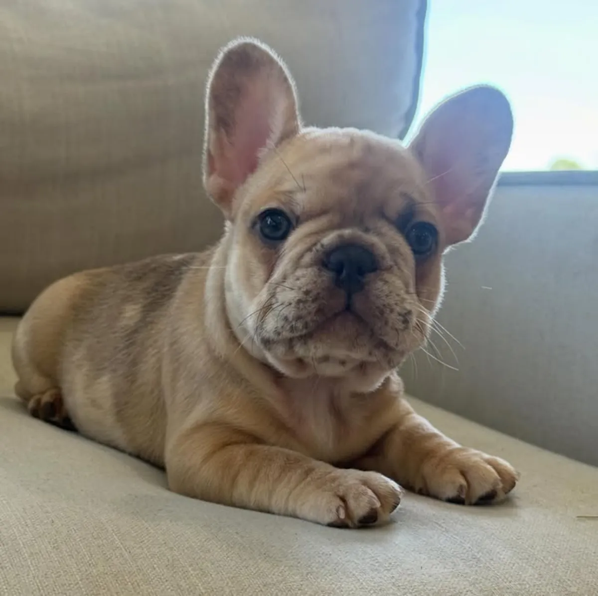 Cachorros de bulldog francés buscan un hogar definitivo.
