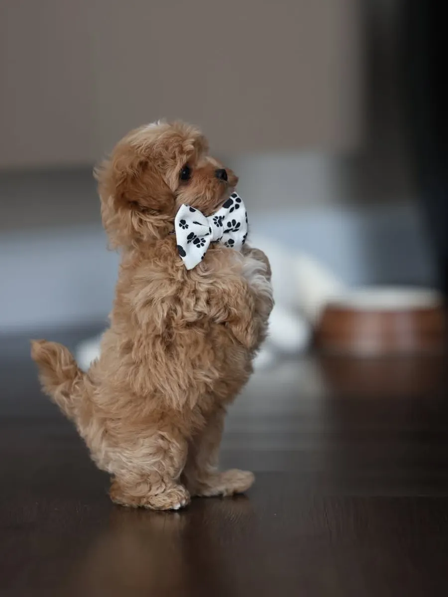 Maltipoo Yavruları sevgi dolu bir yuva arıyor