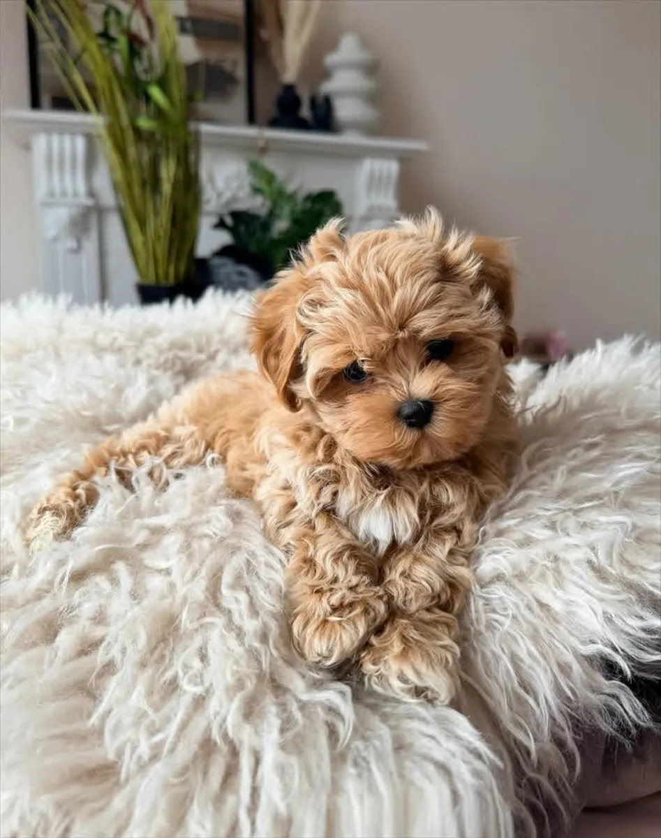 Maltipoo Yavruları sevgi dolu bir yuva arıyor