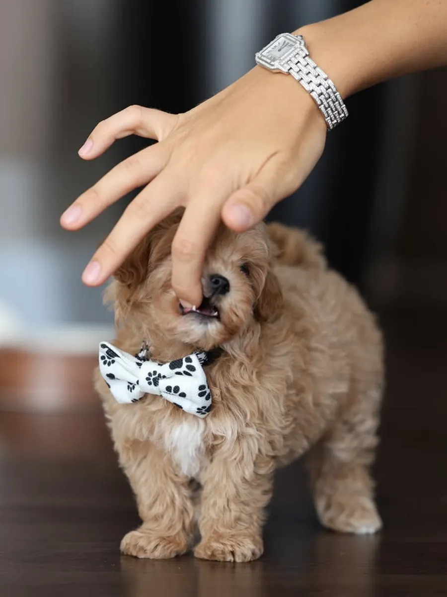 Maltipoo Yavruları sevgi dolu bir yuva arıyor