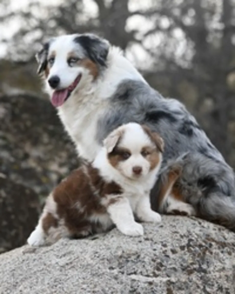 Stunning Aussie Shepherd pups