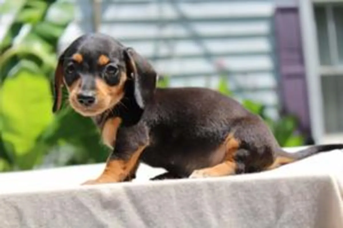 Sweet and friendly dachshund puppies -