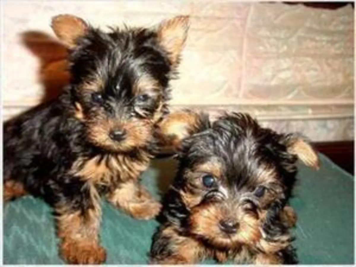 Loving Tea Cup Yorkie Puppies