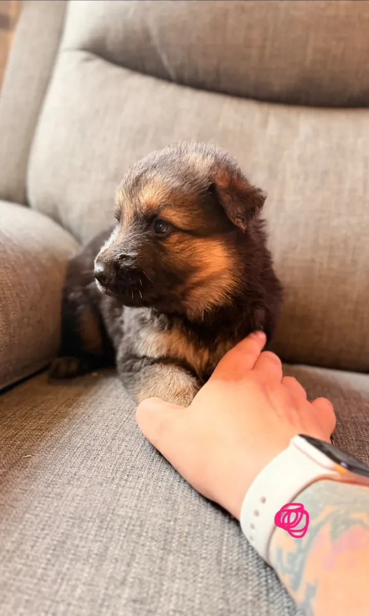 Chiots mâles et femelles berger allemand en bonne santé prêts pour un nouveau foyer