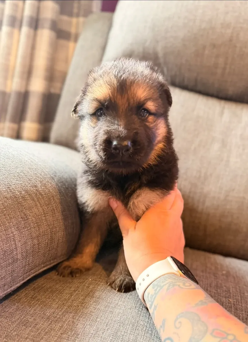 Chiots mâles et femelles berger allemand en bonne santé prêts pour un nouveau foyer
