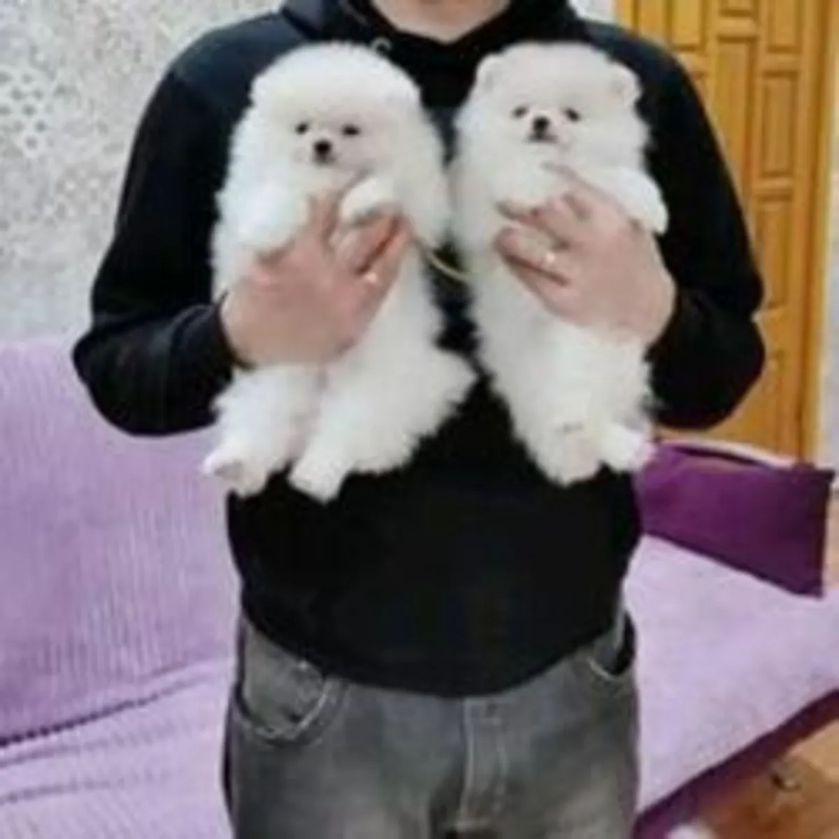 Chiots Pomeranian de classe supérieure disponibles