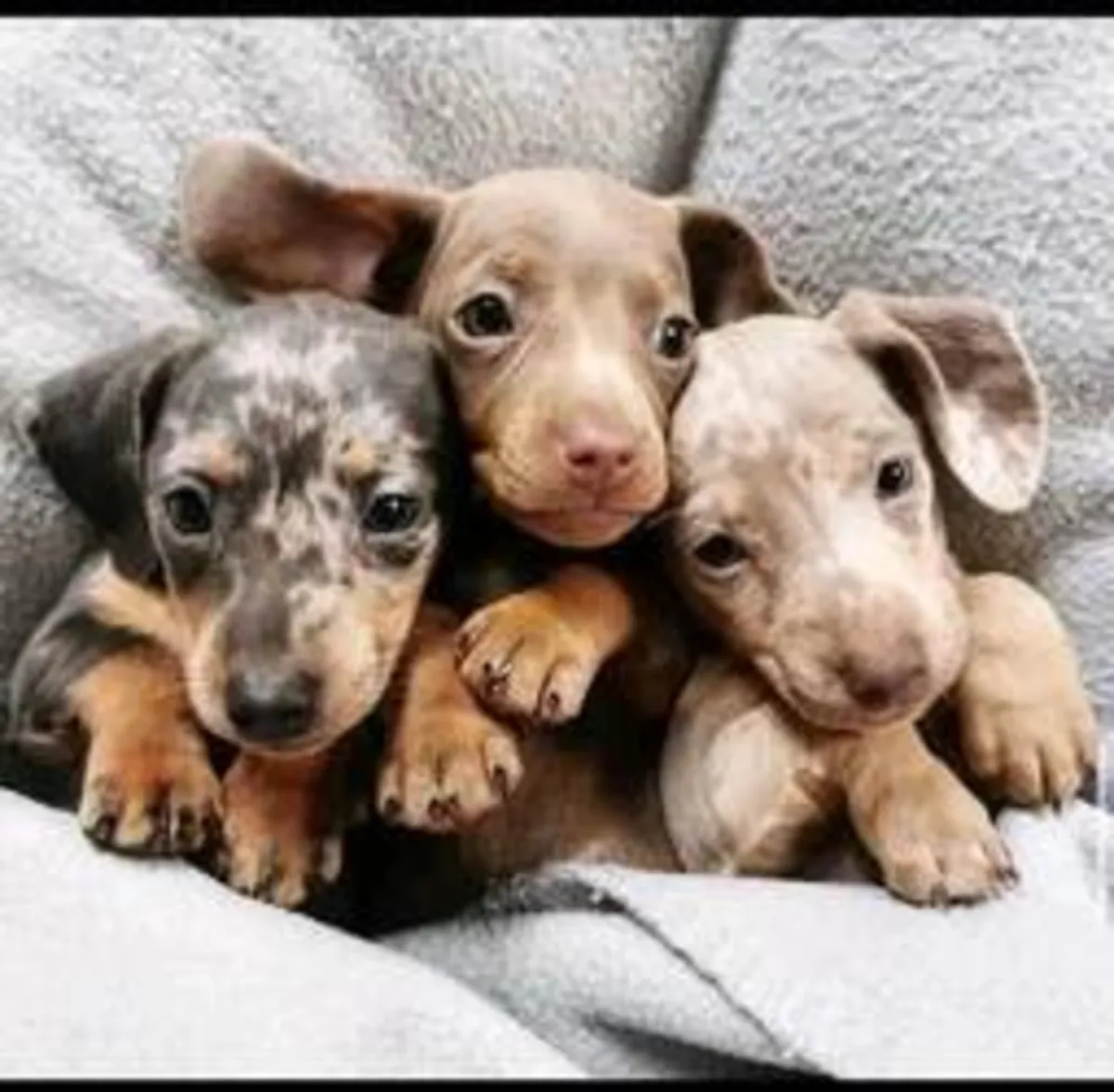 Chiots Teckel Nain Roux, Noir et Feu
