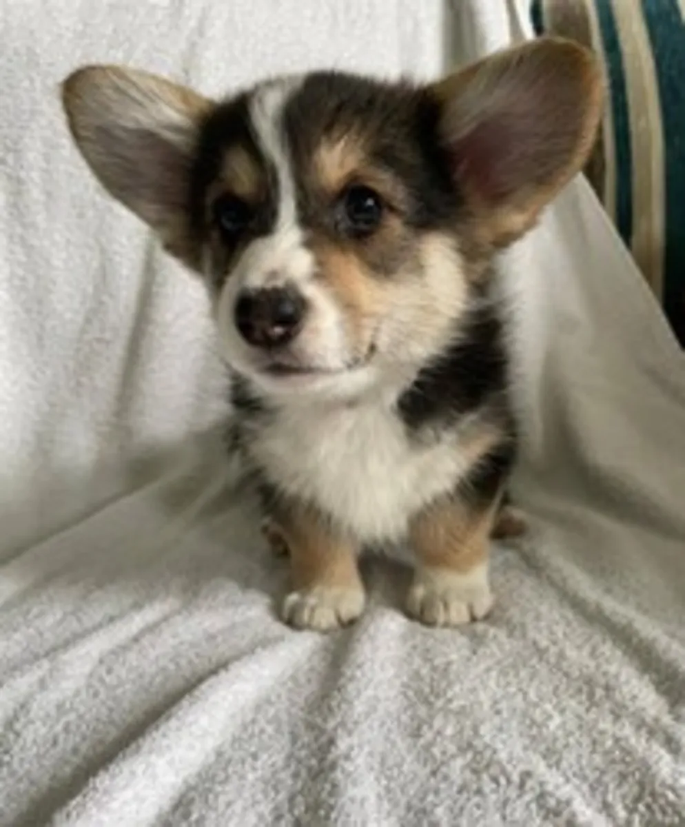 Chiots Pembroke Welsh Corgi de qualité d'exposition