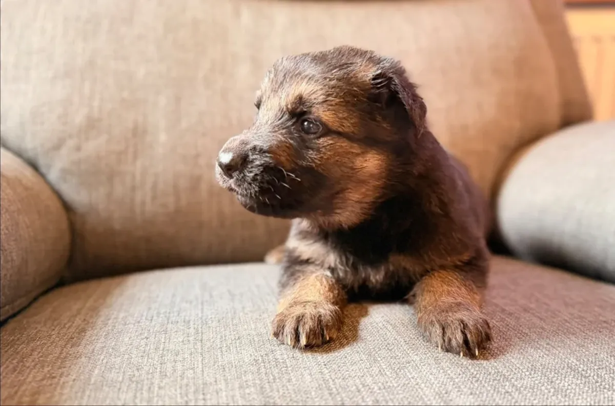 Active and Sociable German Shepherd Dog puppies for sale