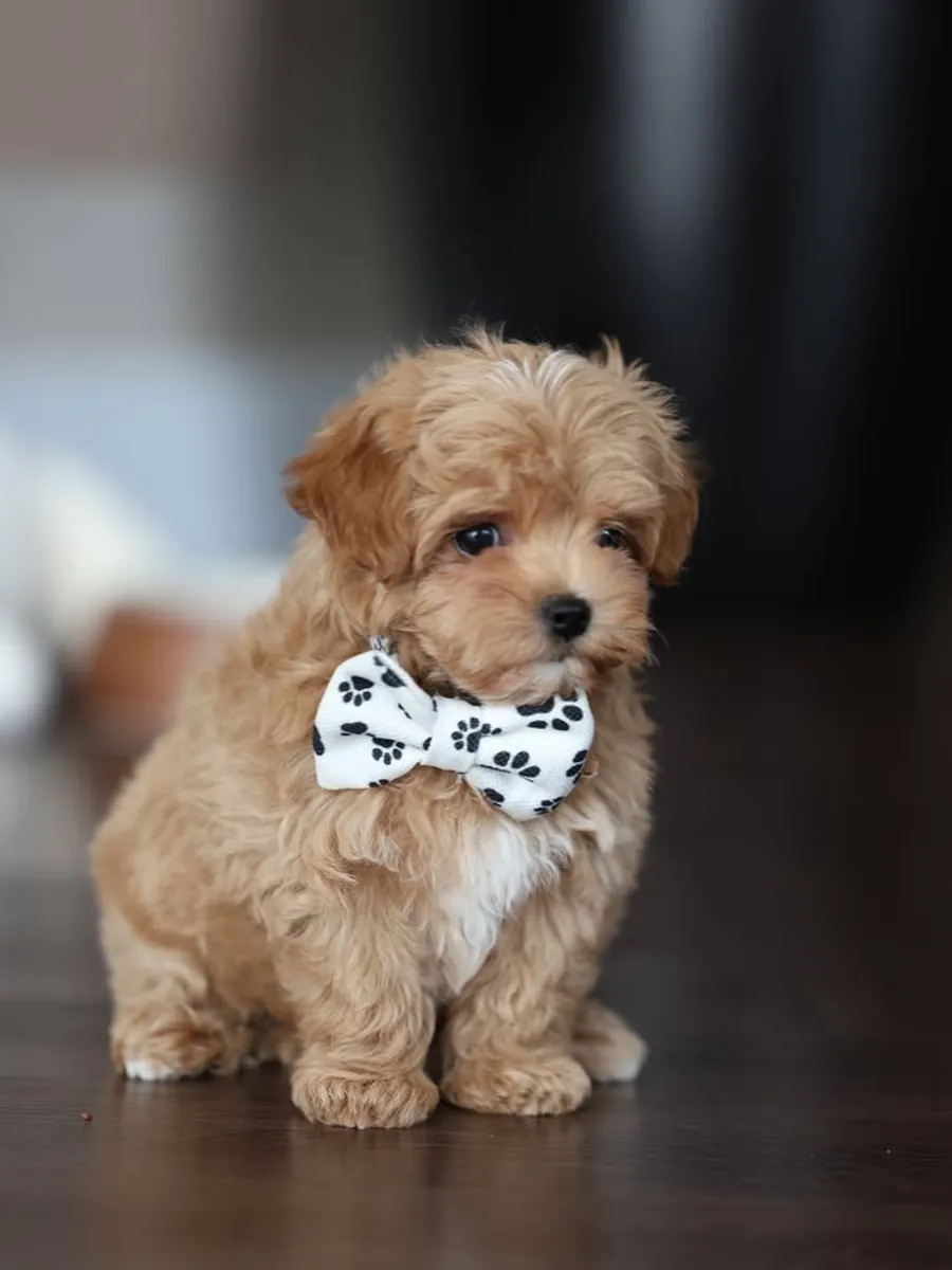 Cachorros de Caniche Enano con Pedigrí