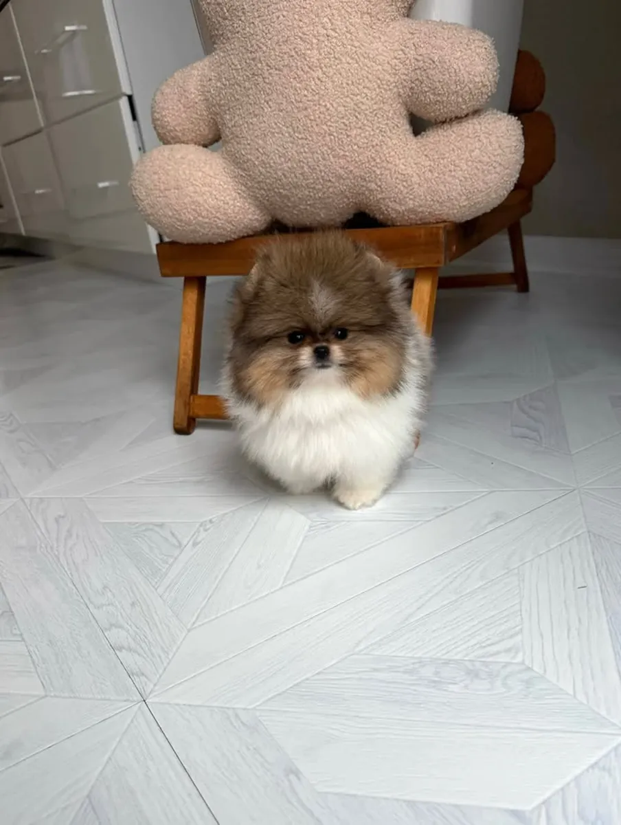 Cachorros spitz pomerania