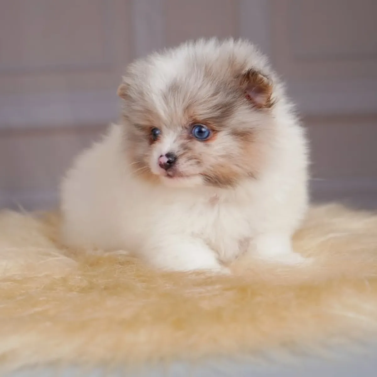 Cachorros spitz pomerania