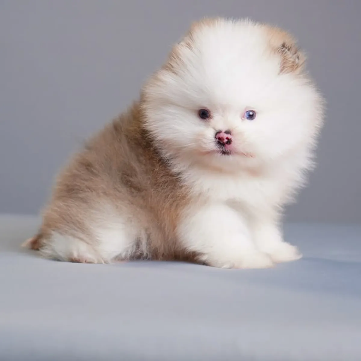 Cachorros spitz pomerania