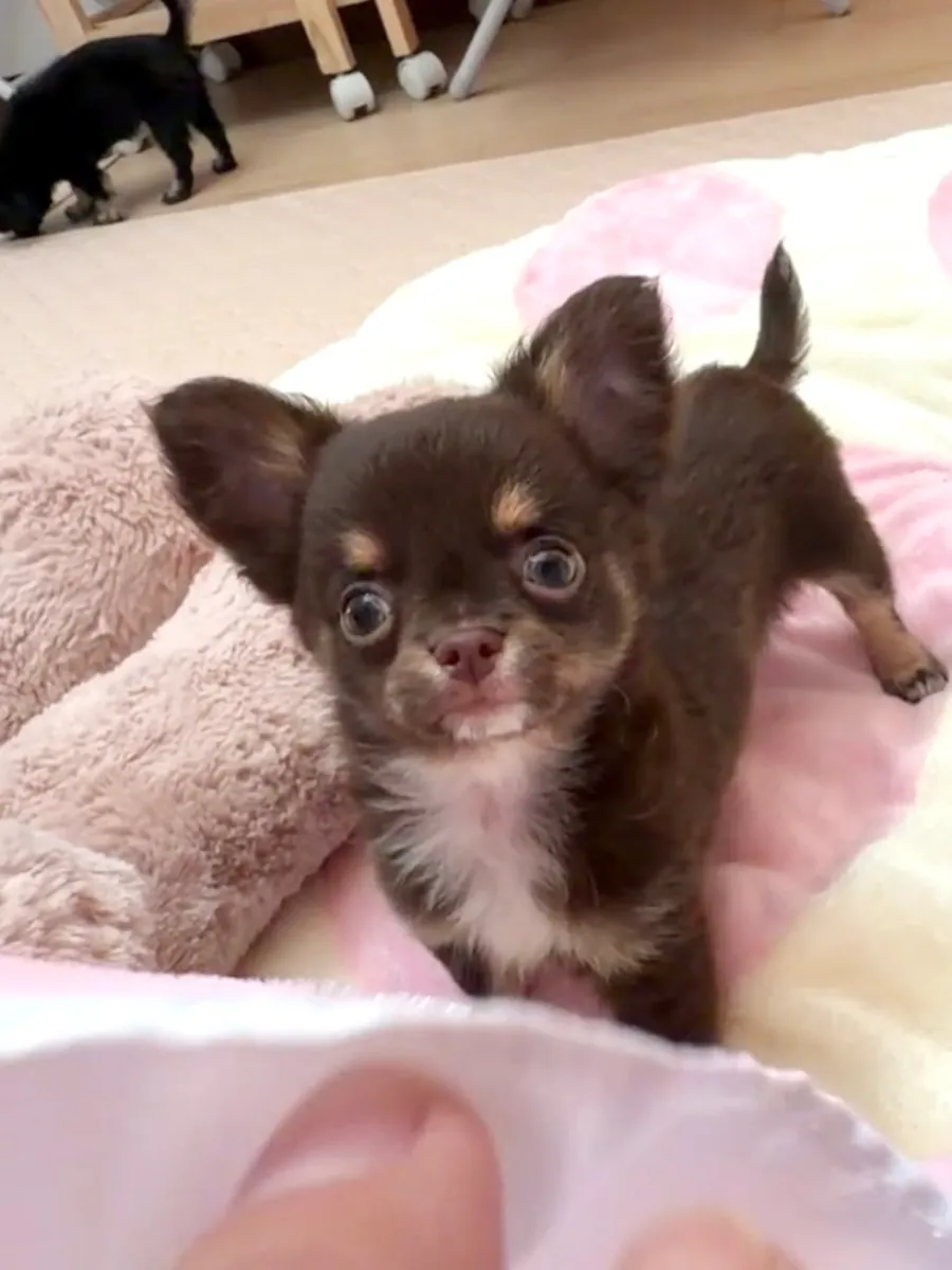 Chihuahua Yavruları
