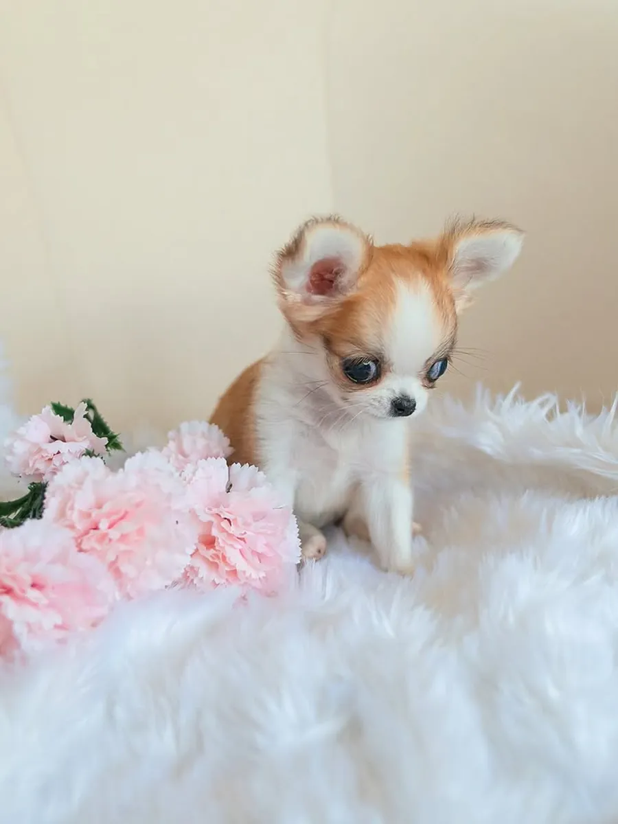 Chihuahua Yavruları