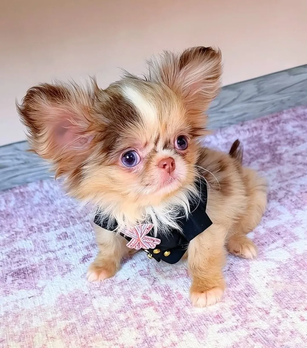 Chihuahua Yavruları