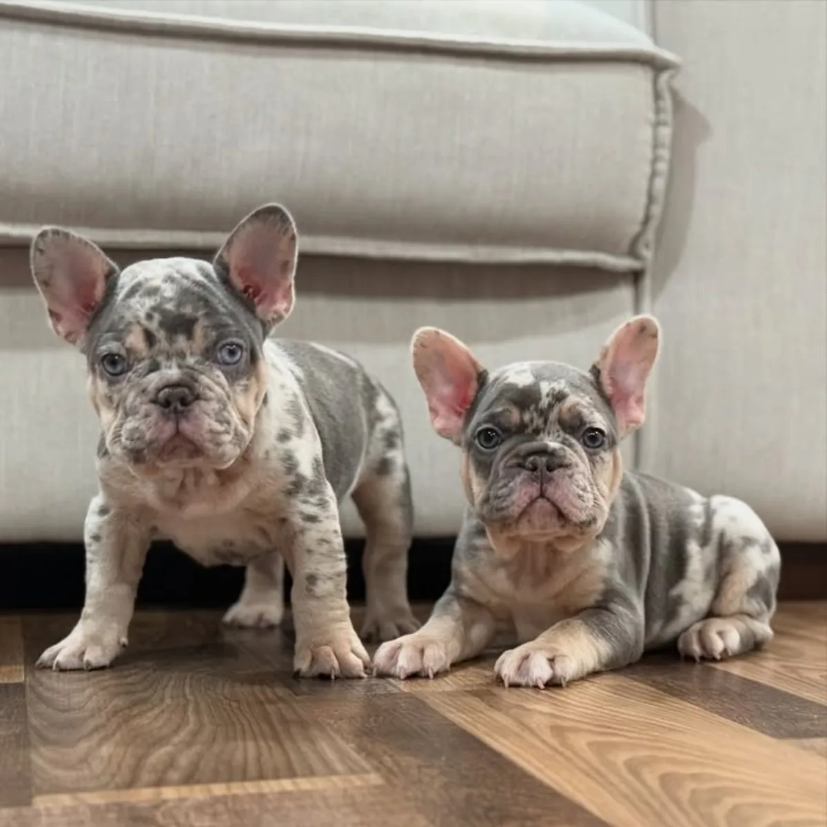 Cachorros de Bulldog Francés buscan a sus personas del corazón