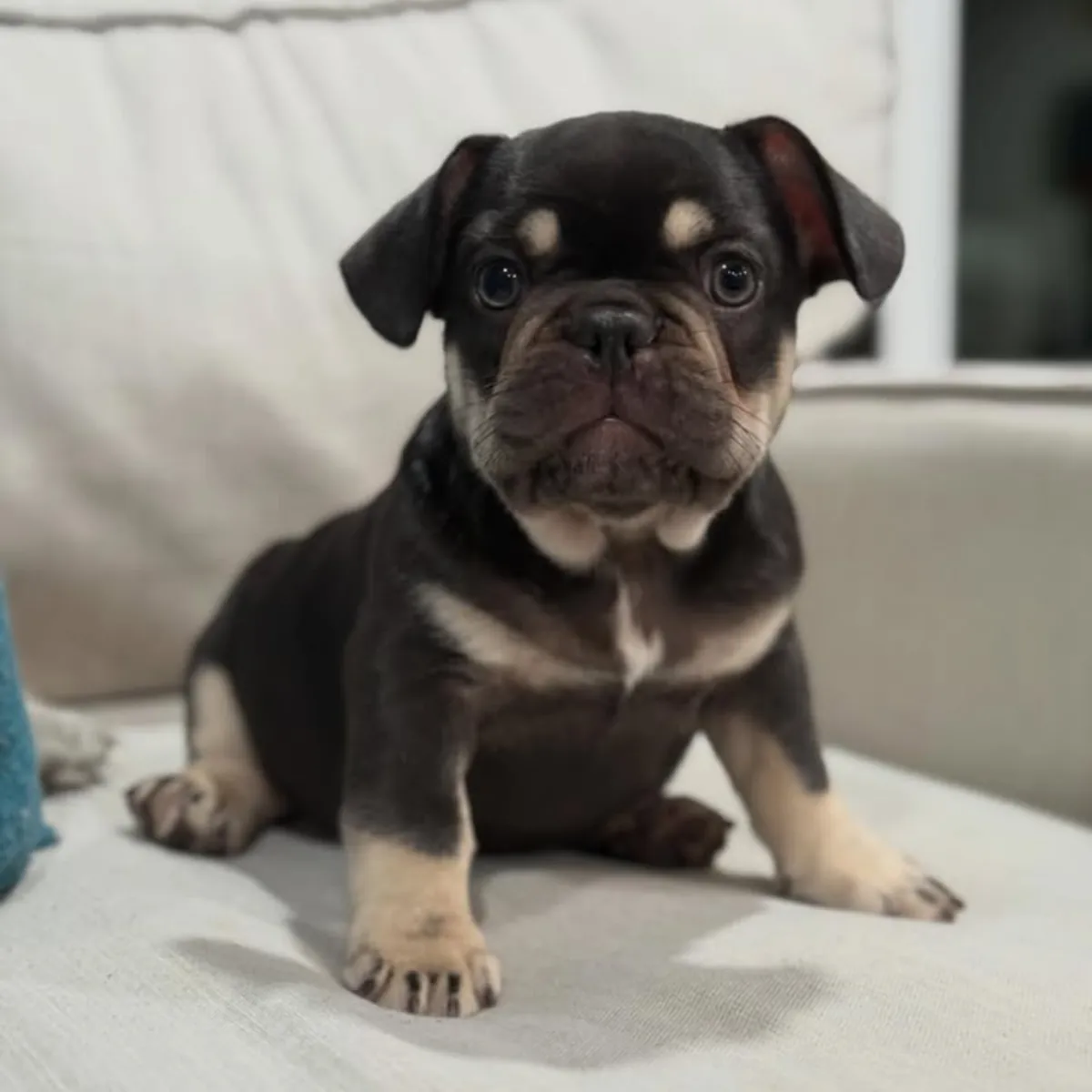 Cachorros de Bulldog Francés buscan a sus personas del corazón