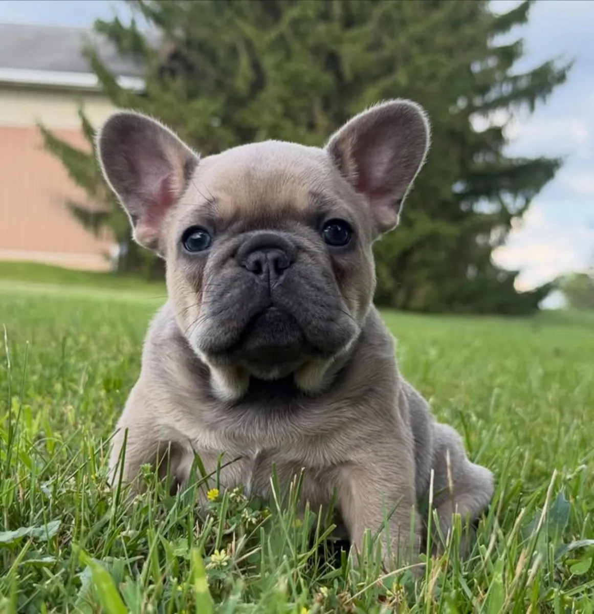 Cachorros de Bulldog Francés buscan a sus personas del corazón
