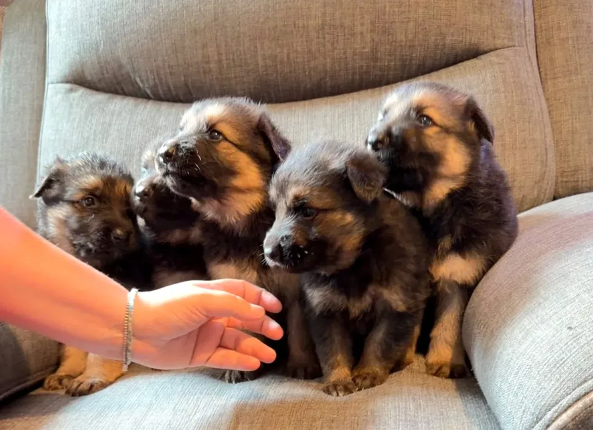 Two affectionate German Shepherd puppies for Sale