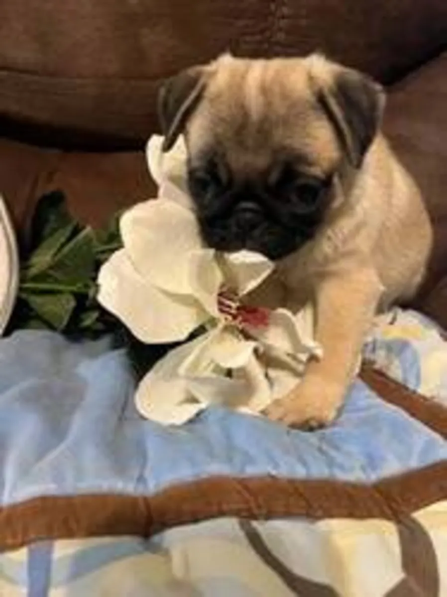 adopt now ( pug)