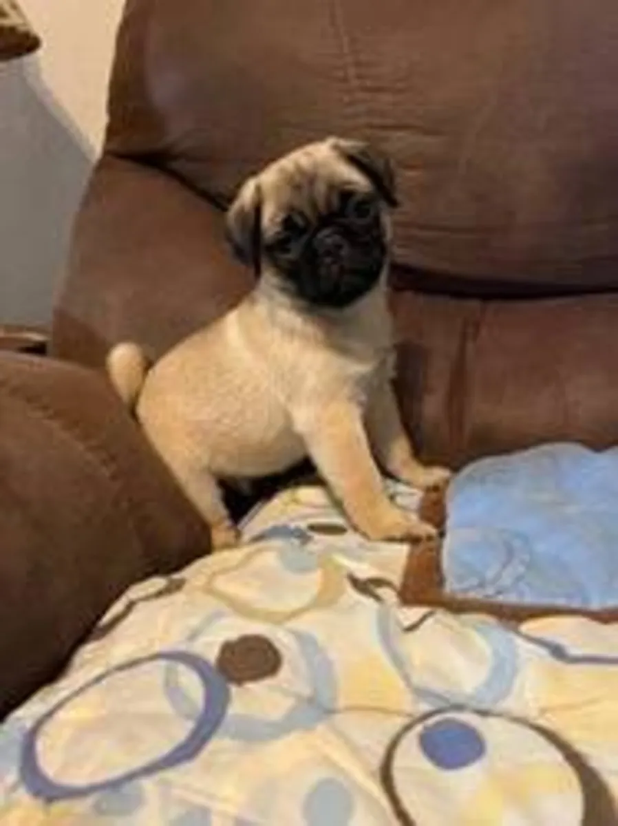adopt now ( pug)