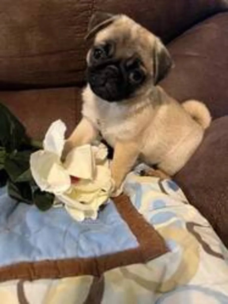 adopt now ( pug)